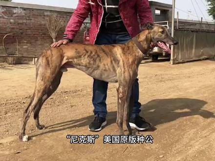 南宫犬业最新种公-南宫犬业种公犬新品亮相