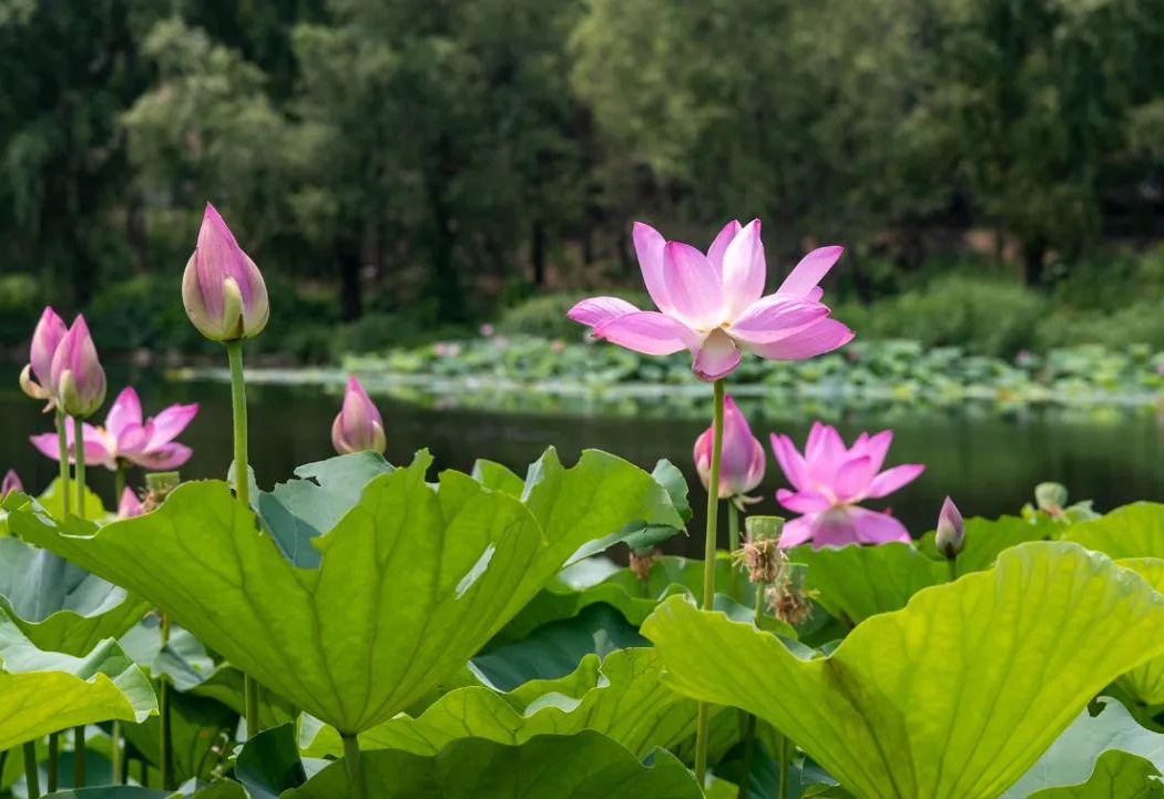 “最新世纪公园荷花盛景”